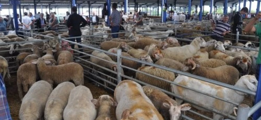 BALIKESİR'DE KURBAN BAYRAMI ÖNCESİ ŞAP ALARMI