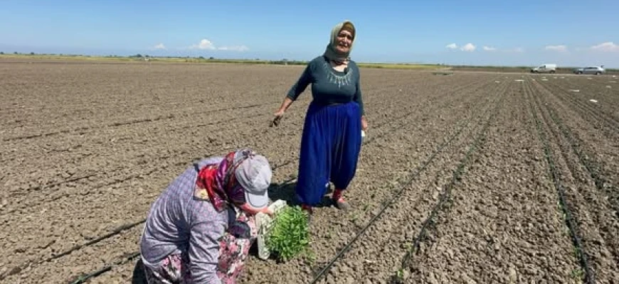 BELİNDEKİ 8 PLATİNLE TARLADA EKMEĞİNİ KAZANIYOR