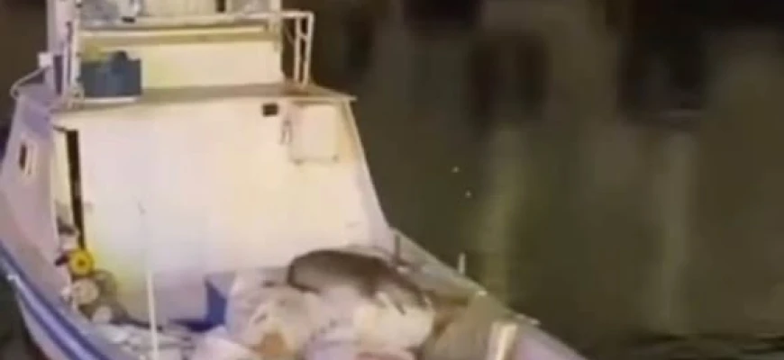 Avşa Adası'nda Su Samuru Heyecanı